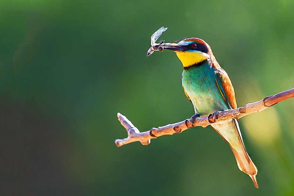 Photograph by Csaba Tálos