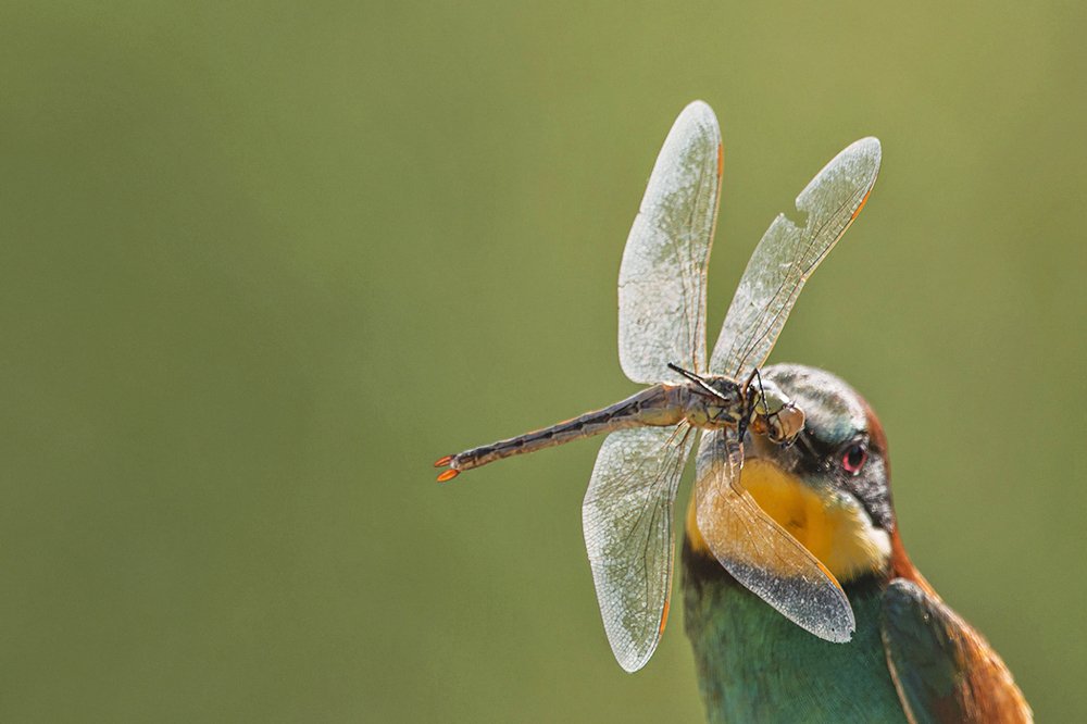 Photograph by Csaba Tálos