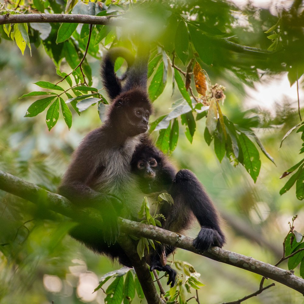 Spider monkey with baby