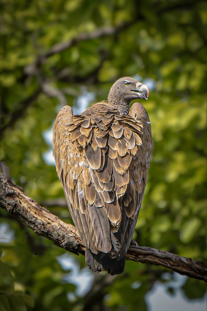 vulture