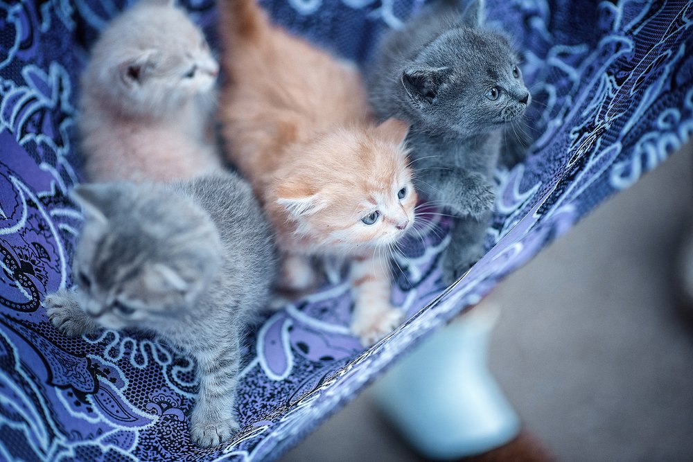 Полный подол счастья