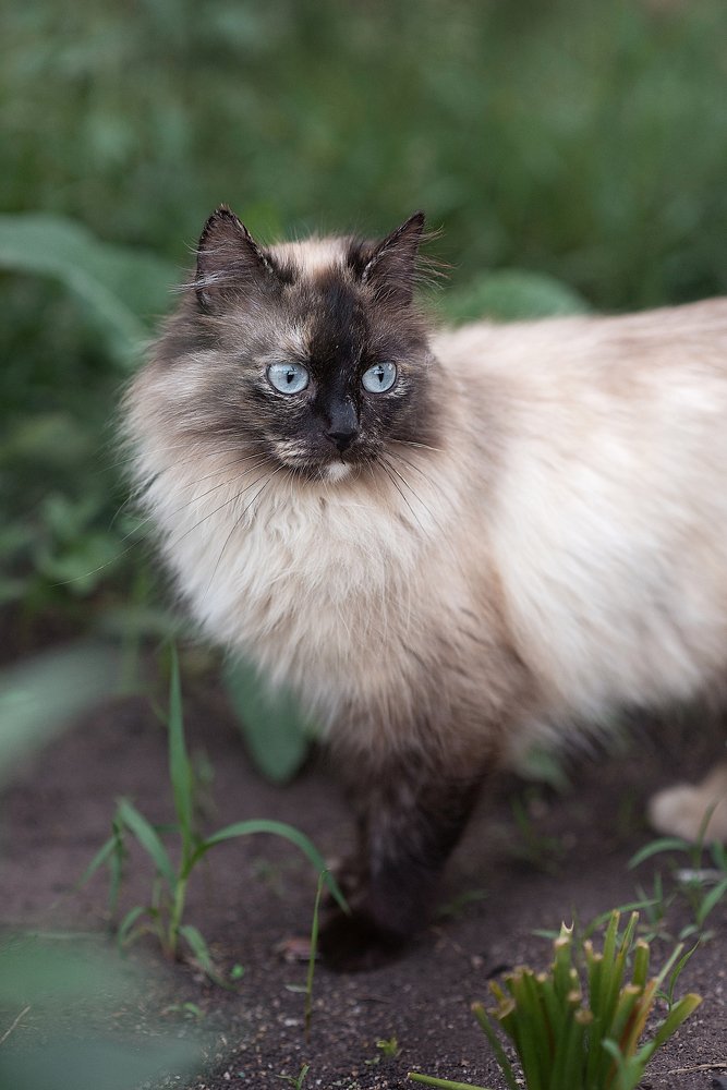 Сама грация