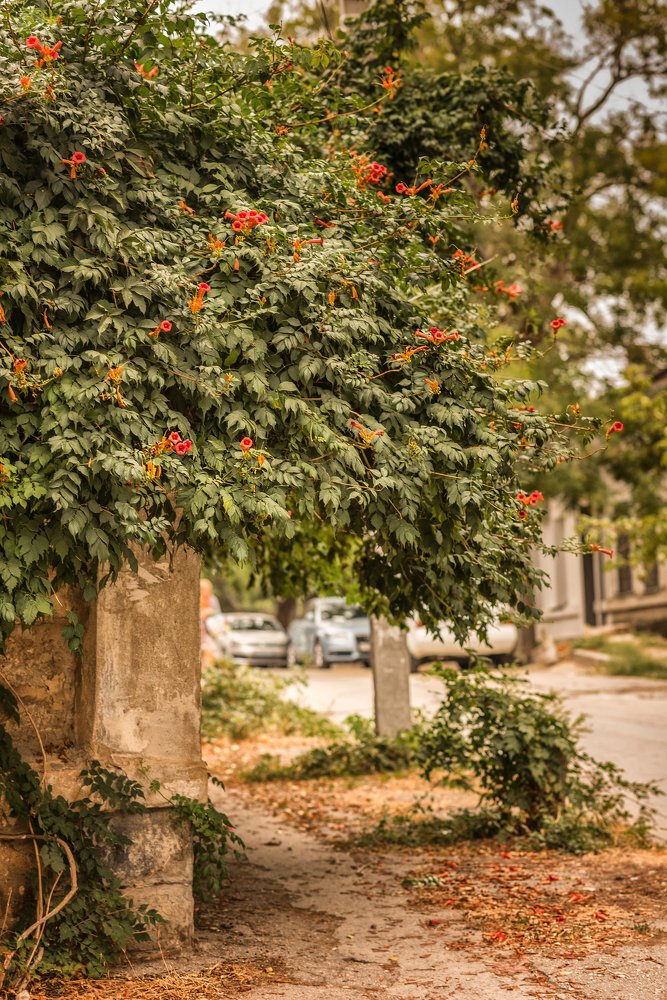 Уютный уголок в Феодосии