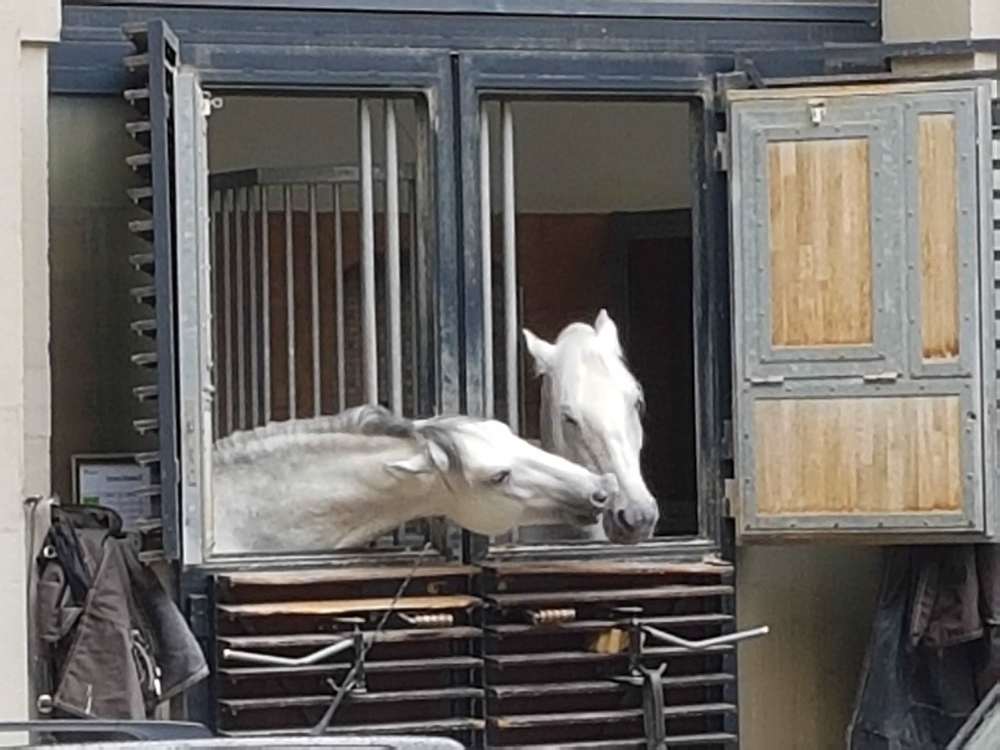 Нежность/ Tenderness