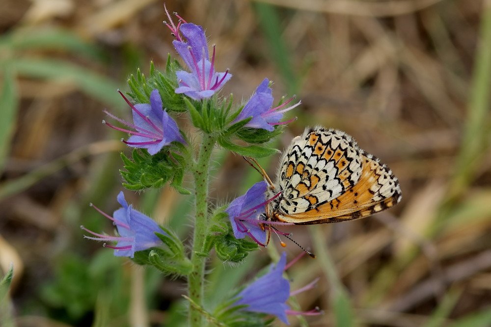 Melitaea cinxia