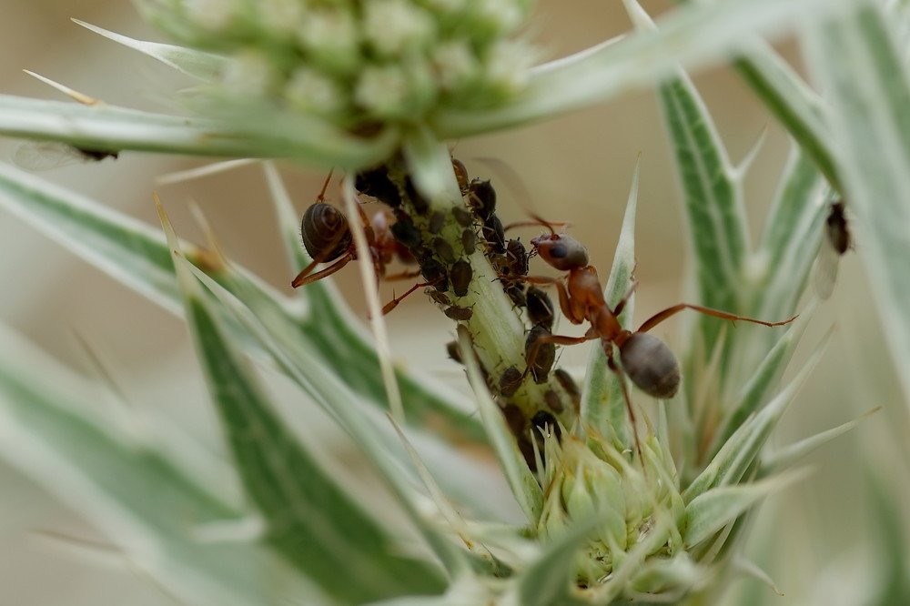 Aphids et formicae