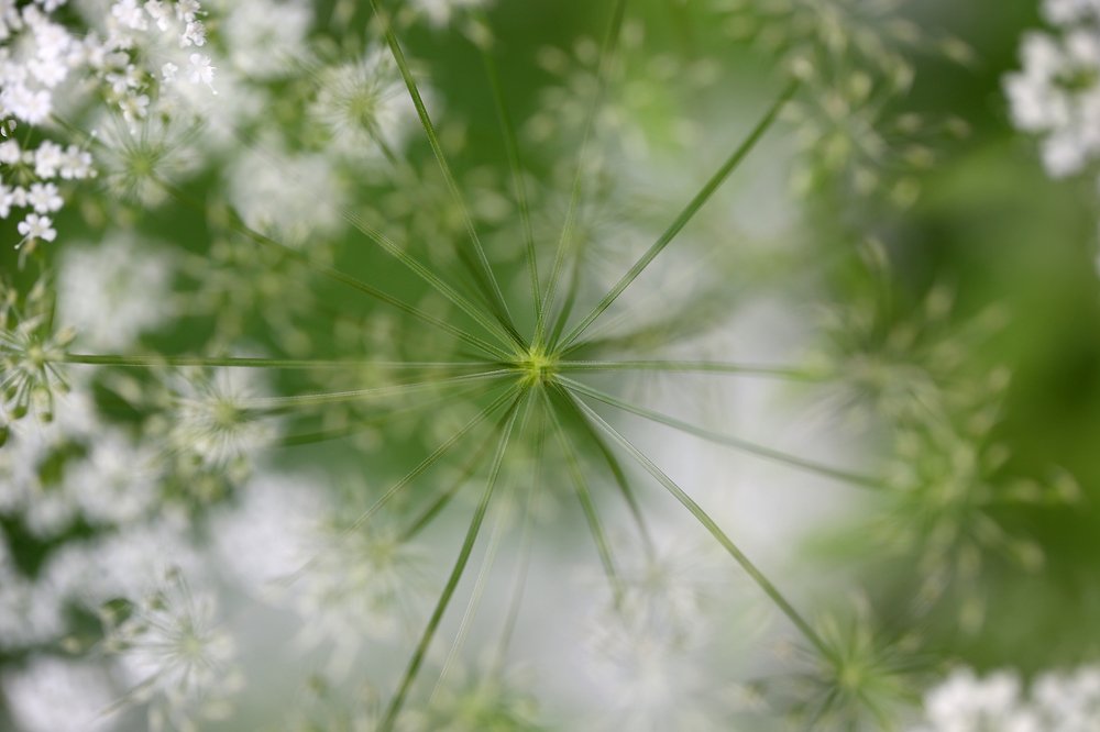 летняя карусель