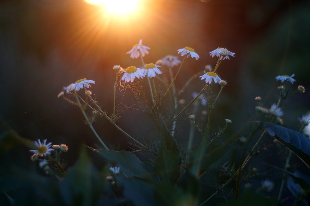 Photograph by Dzianis Mizhui