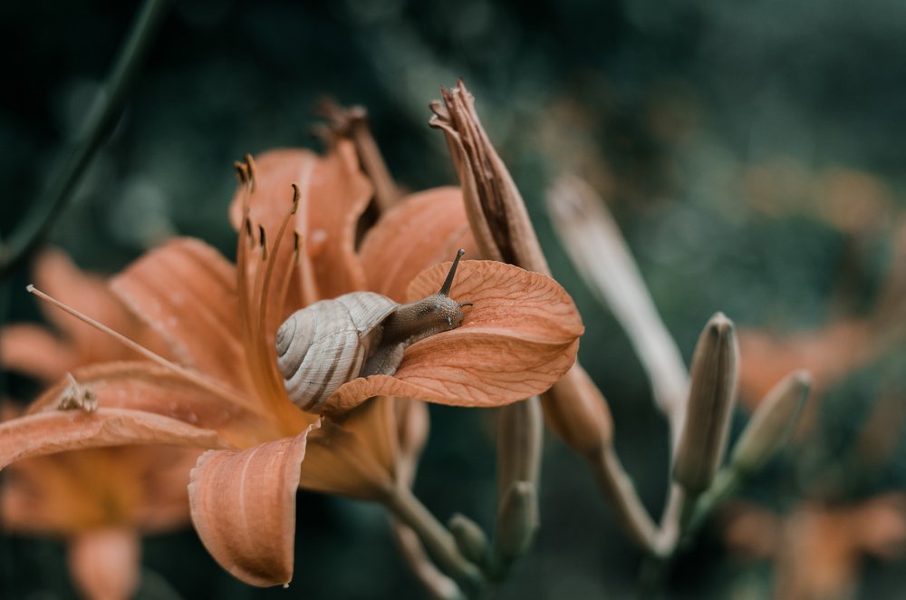 Путешественница