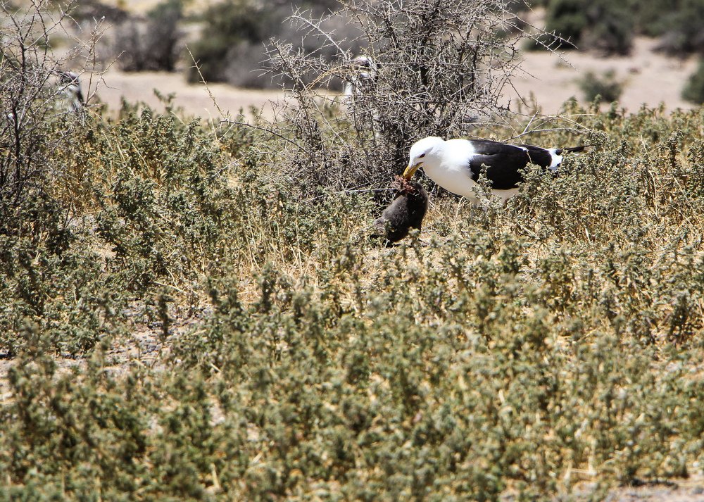 Seagull Gathering Puppy of Penguin