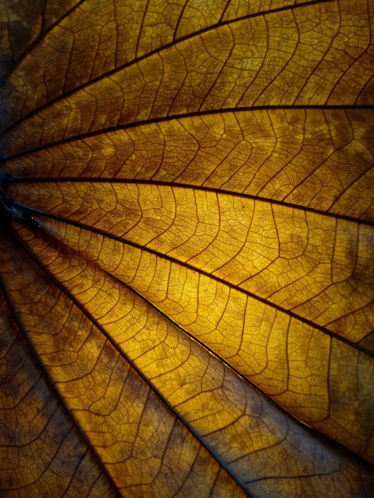 Macro shot of a dried leaf, abstract form of leaf veins