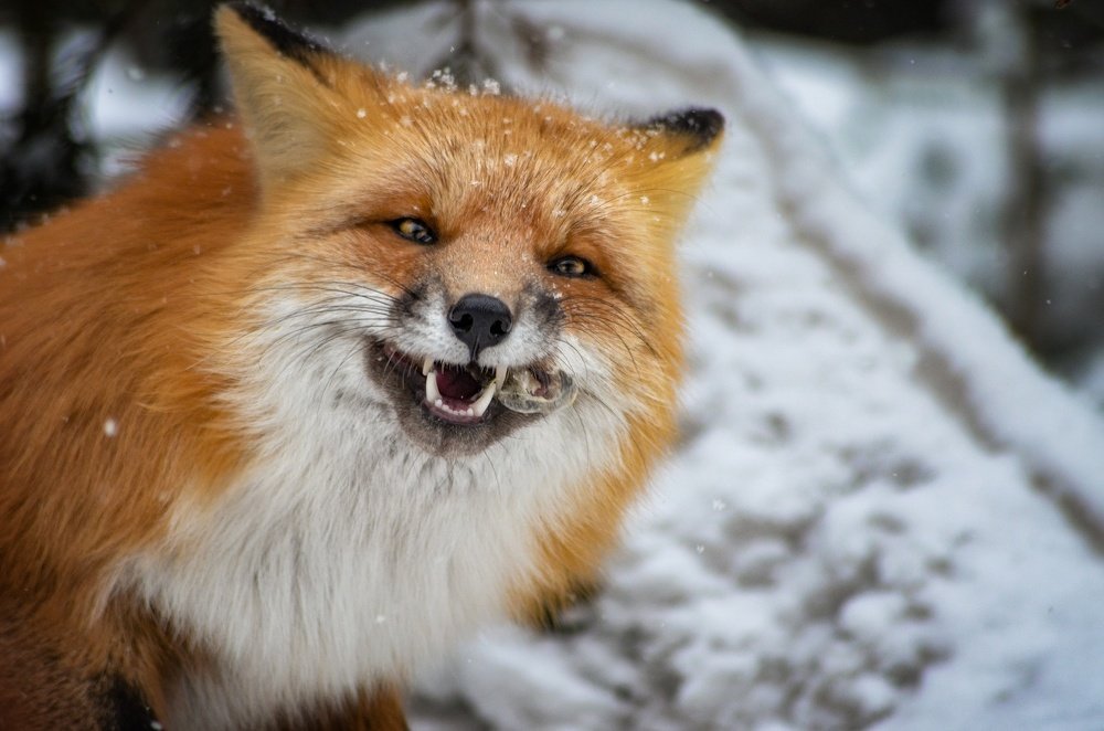 Счастливый сытый лис