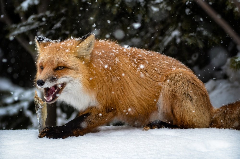 Рыбный запас