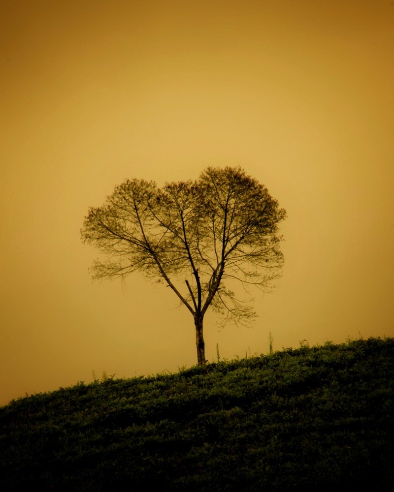Silent Tree