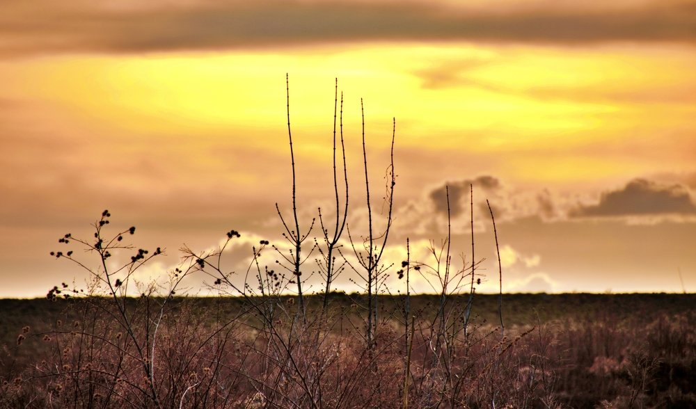 Photograph by lucida