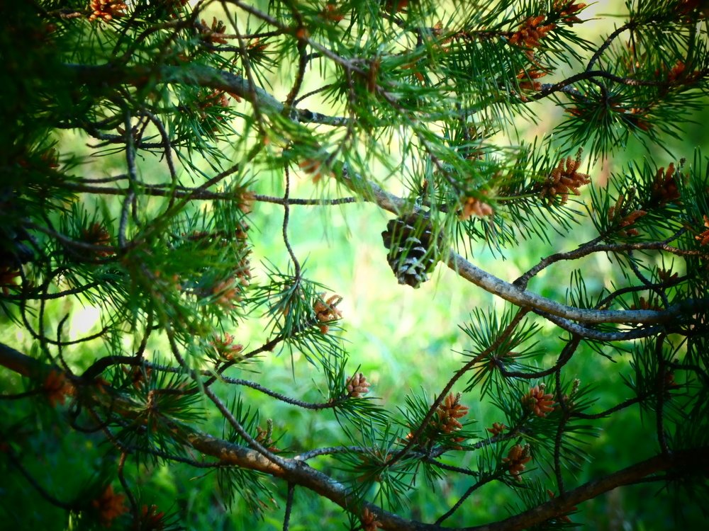 Мама шишка.