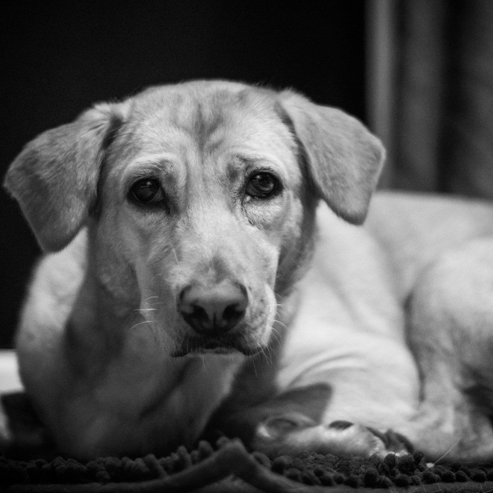 Black and white sadly pet