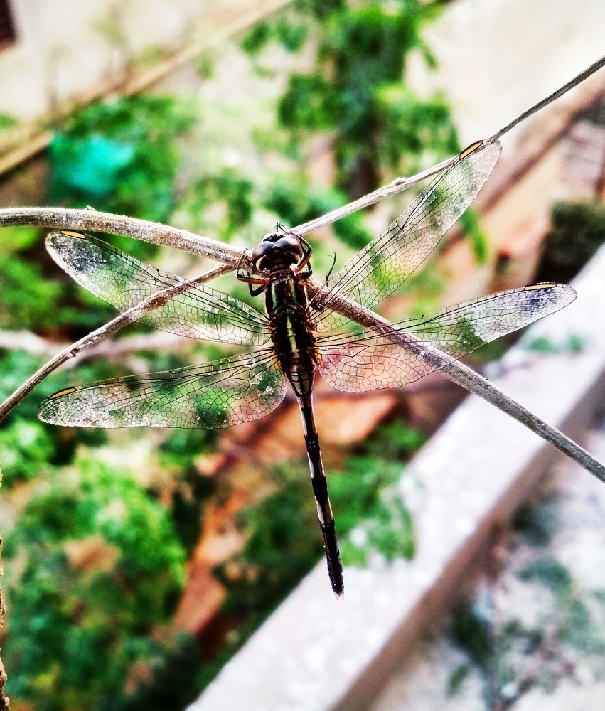 DRAGONFLY....