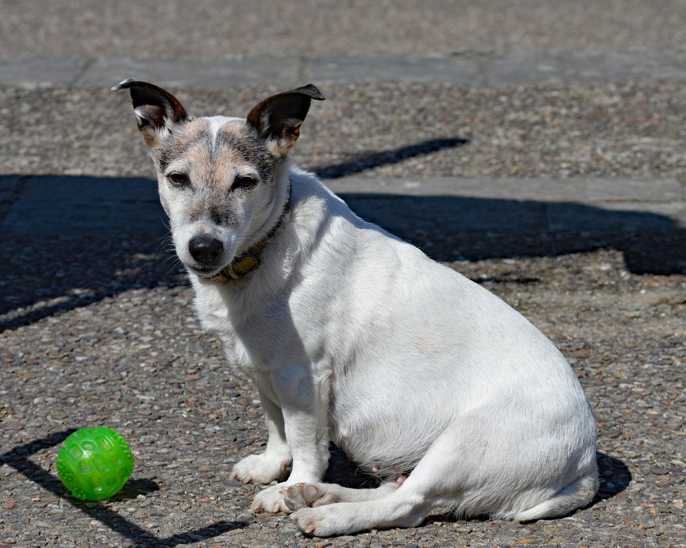 An old Jack Russel with a green ball