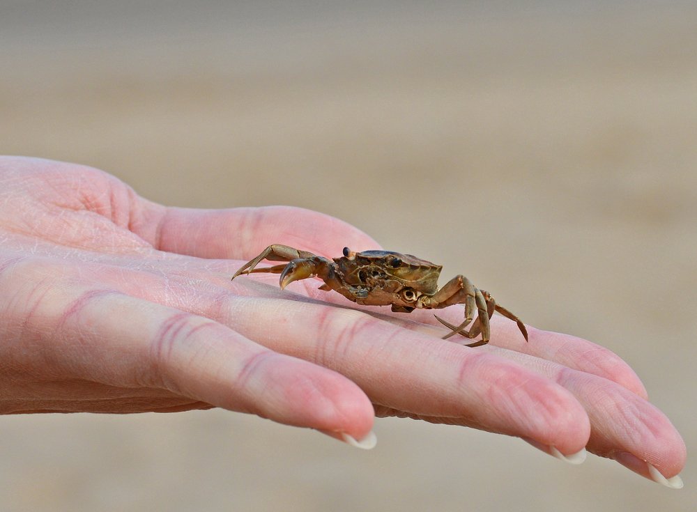 Tiny crab on a palm of a hand