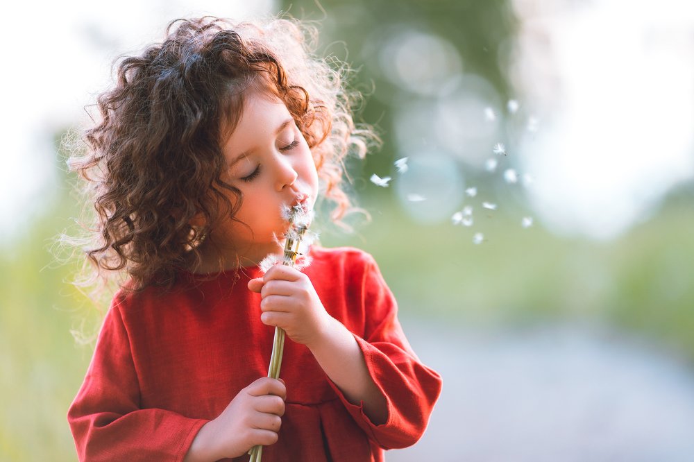 два одуванчика