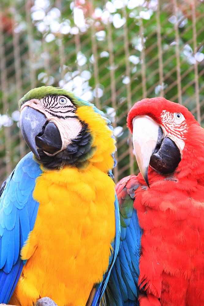 SWEET PAIR