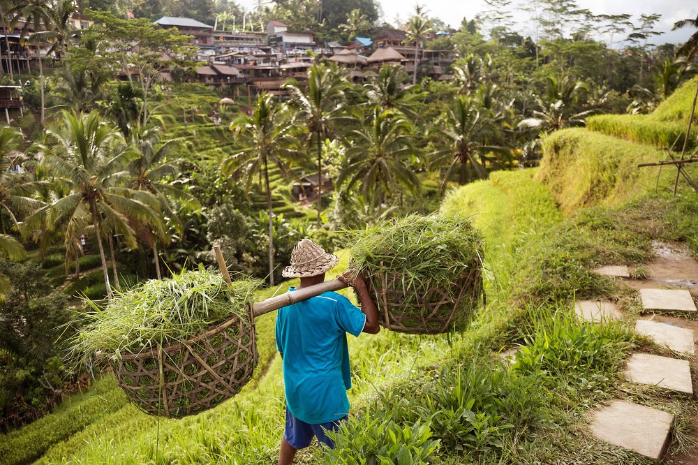 Рисовые террасы