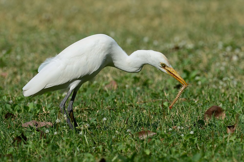 Египетская цапля