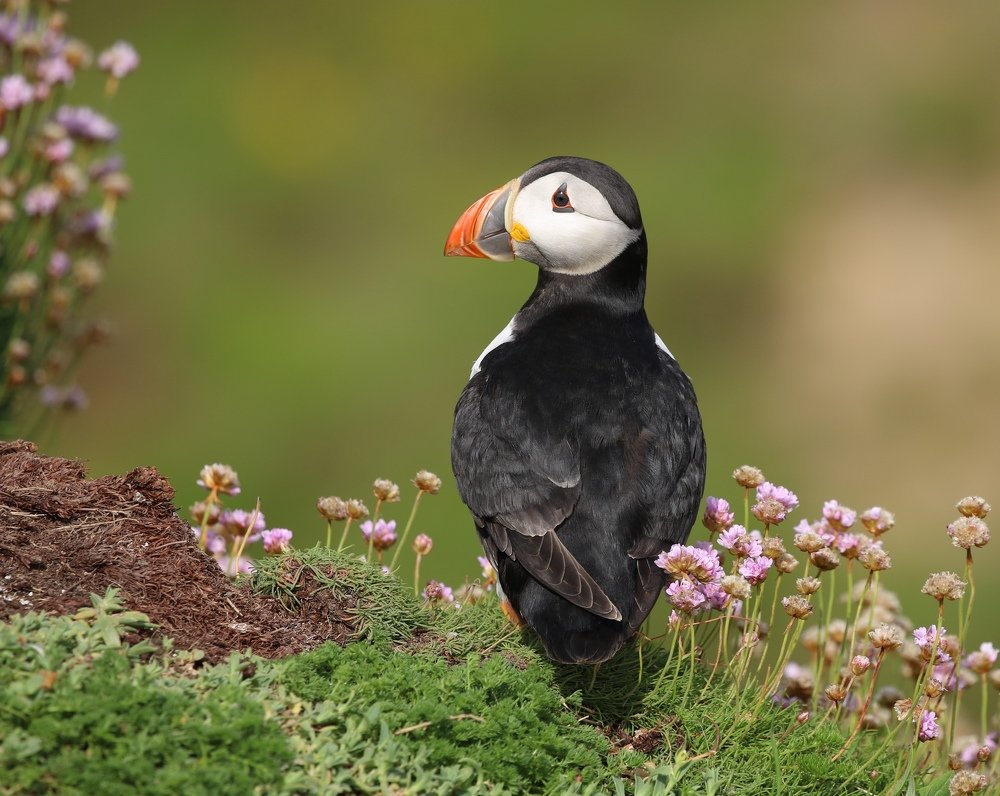 Puffin