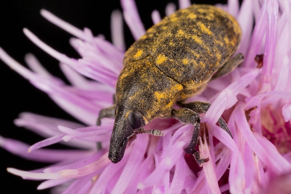 The yellow snout beetle
