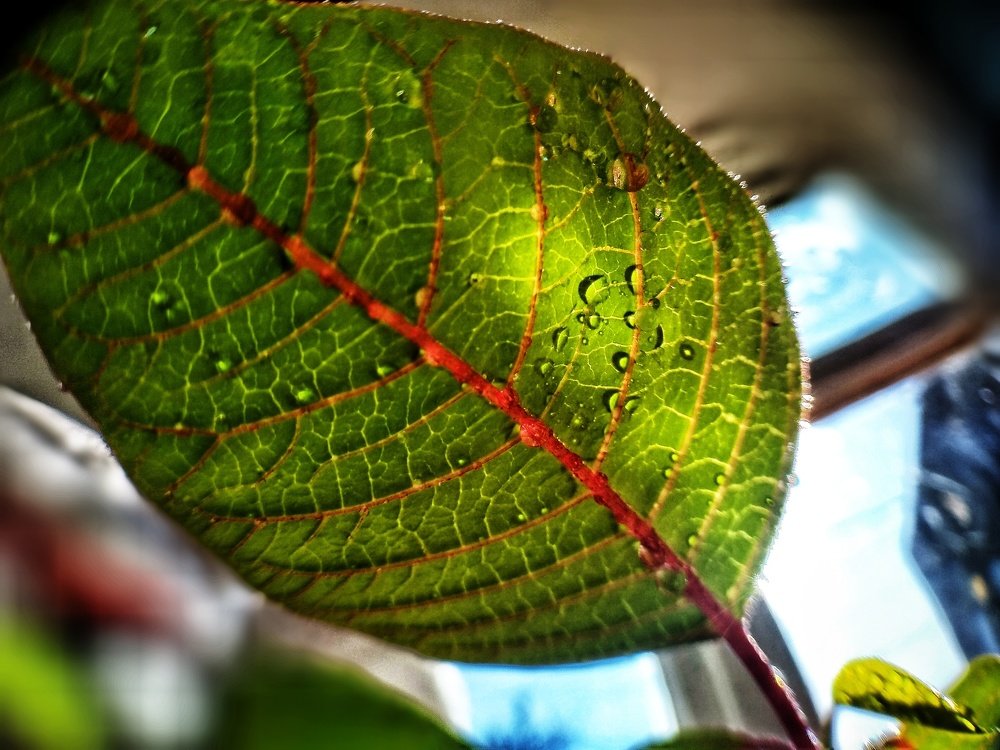 Photograph by Рыжик Алёна