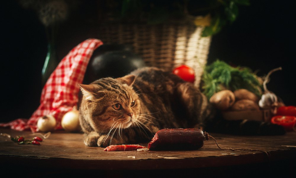 Кот Василий, где ты был?