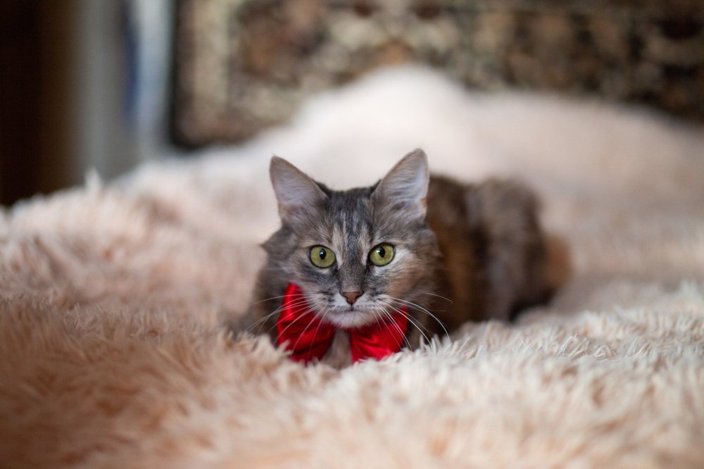 Галантность