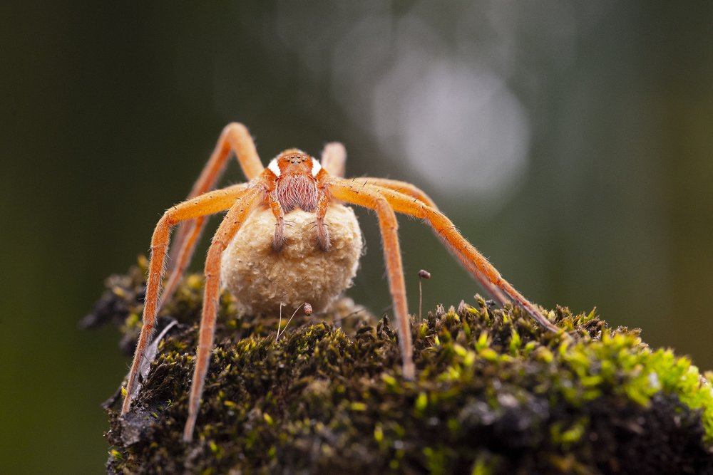 Spider is hatching eggs