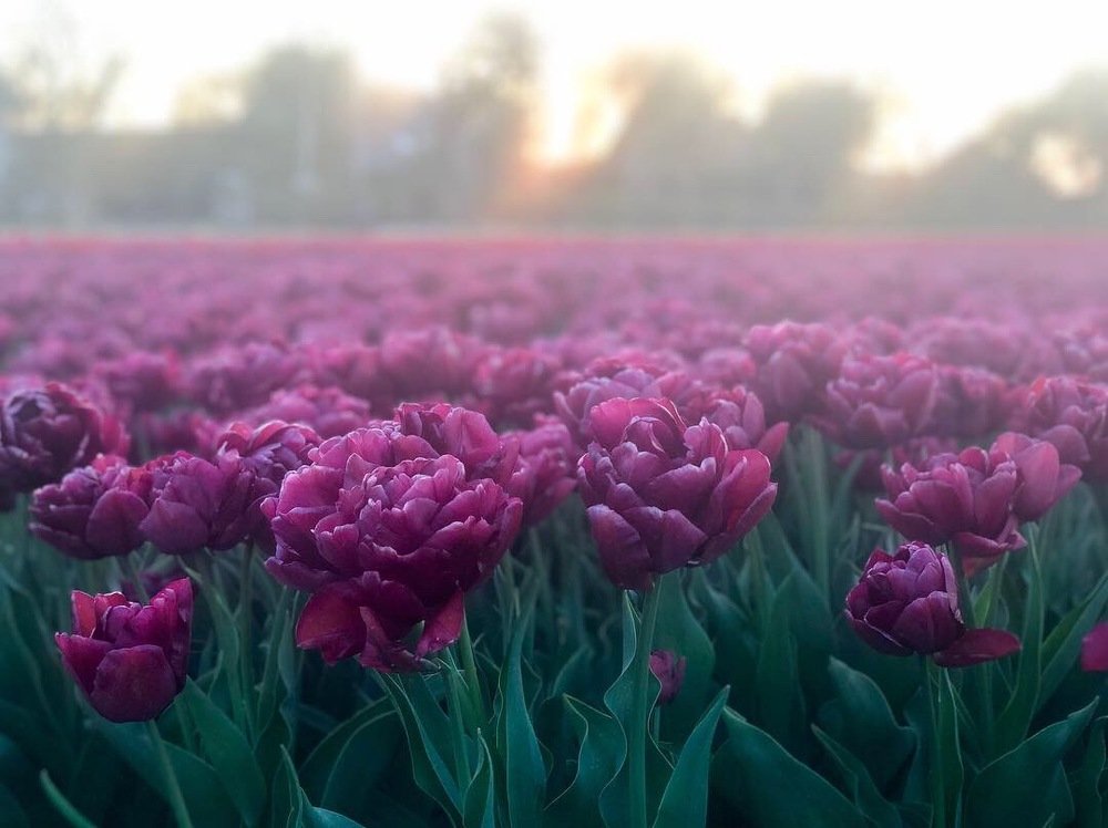 Tulips in the evening