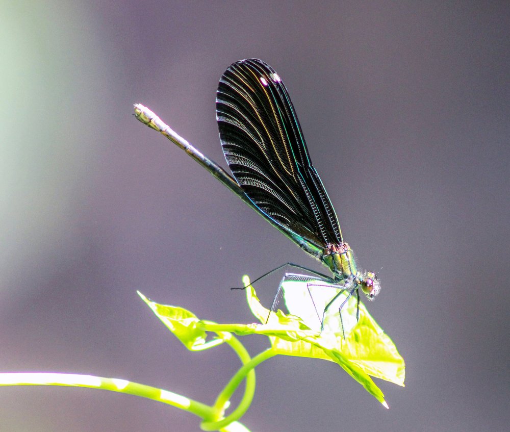 devil's darning needle