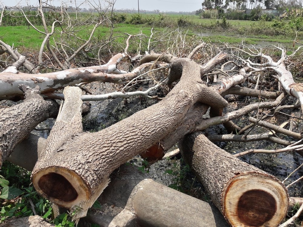 Root out trees in Cyclone