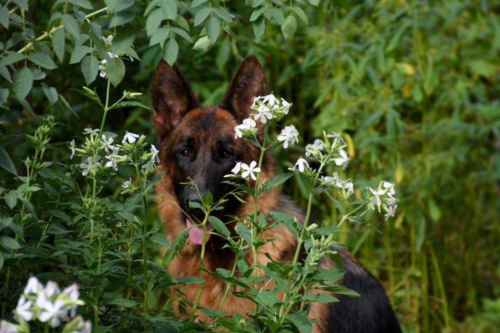 Photograph by Янинна Меровинг Илли