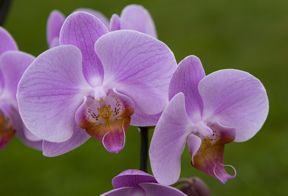 Orchid