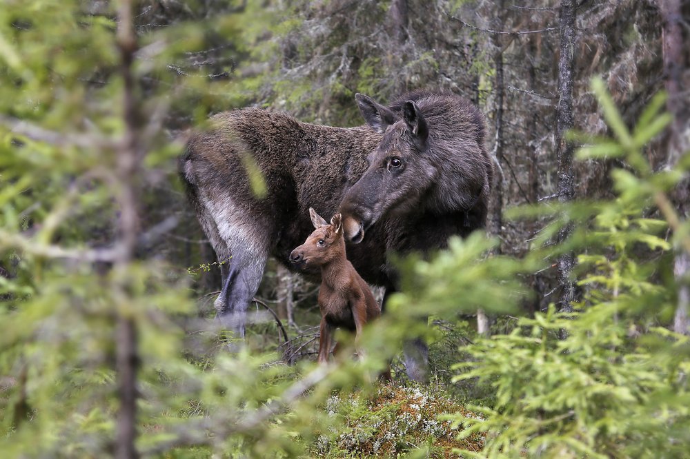 Мать и дитя