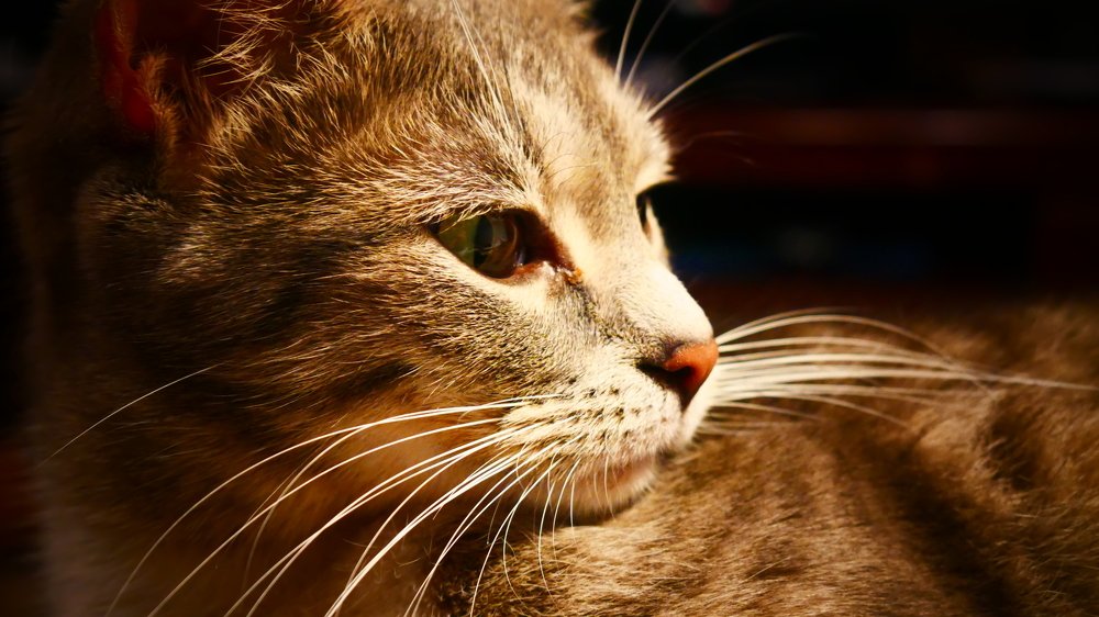 Наша кошечка Аня.