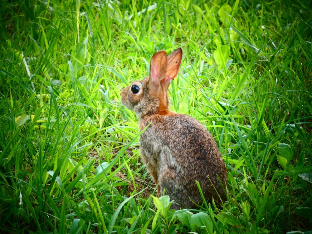 Маленький зайченок.