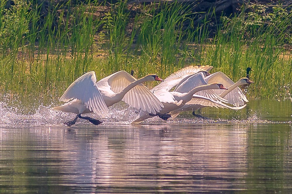Лебедя создает вода. Лебедь без воды - просто гусь.