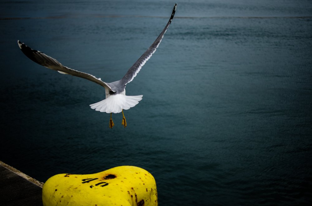 SEAGULL
