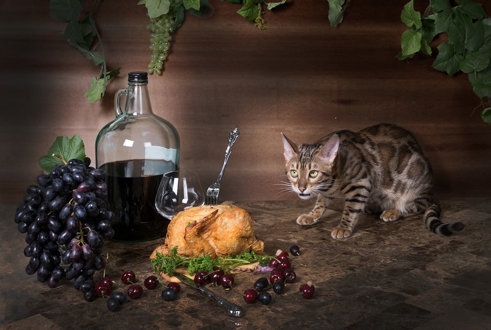 Хозяйка вернулась