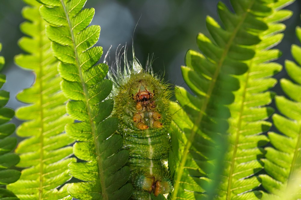 Лесной гном..