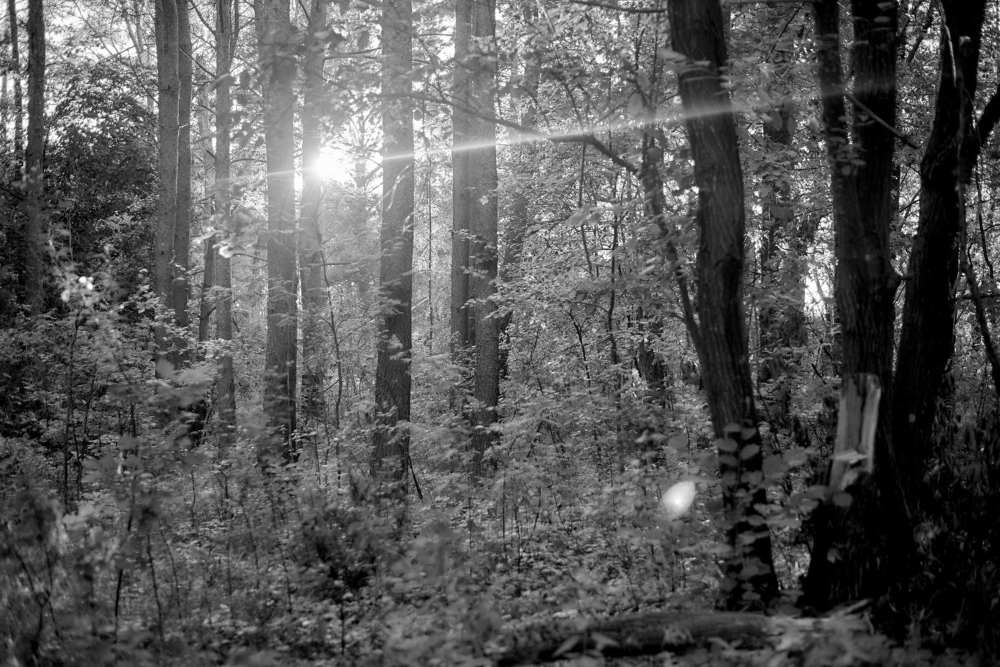 лесное солнце