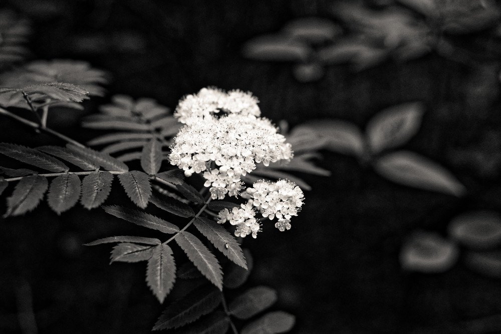 Photograph by Андрей Белоусов