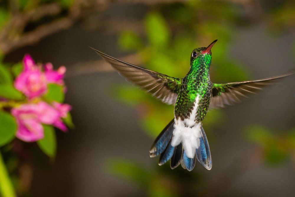 The flight of the Hummingbird