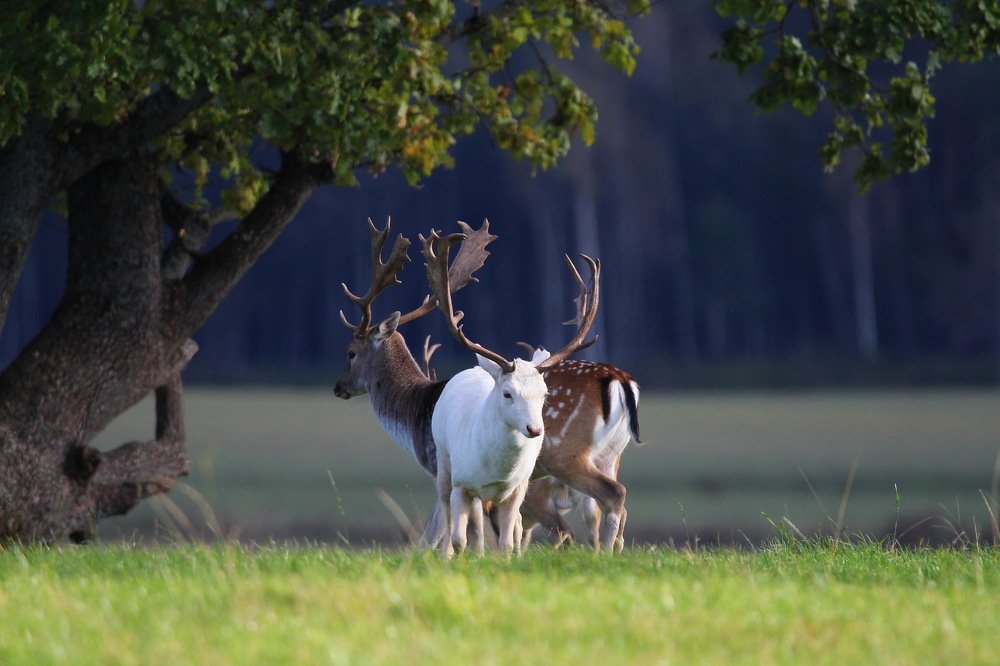 Красный бор